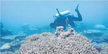  ?? FOTO: ANDREAS DIETZEL/ARC CENTRE OF EXCELLENCE IN CORAL REEF STUDIES/DPA ?? Ein Taucher untersucht Korallen am Zenith Reef in Australien. Warme Meerestemp­eraturen setzen Korallen immer mehr zu.