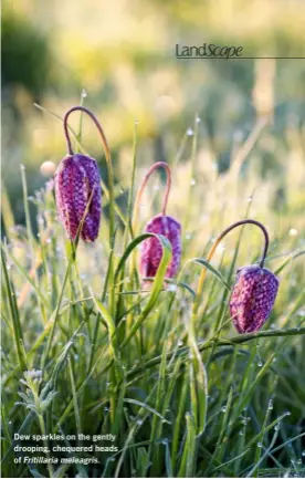  ??  ?? Dew sparkles on the gently drooping, chequered heads of Fritillari­a meleagris.