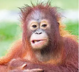  ??  ?? Zur „Wunderbare­n Welt der Affen“gehört auch der Orang-Utan: dritter und letzter Teil der „Universum“-Reihe um 20.15 Uhr, ORF 2.