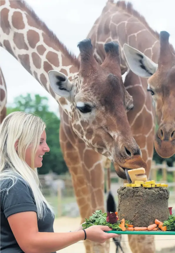  ?? PICTURES: DAVE BETTS ?? Giraffe keepers (from left) Charley Lennon and Ellie Adams with Benny, Lesedi and Dayo.