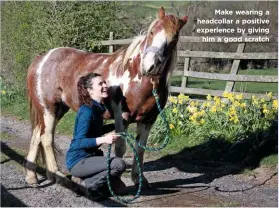  ??  ?? Make wearing a headcollar a positive experience by giving him a good scratch