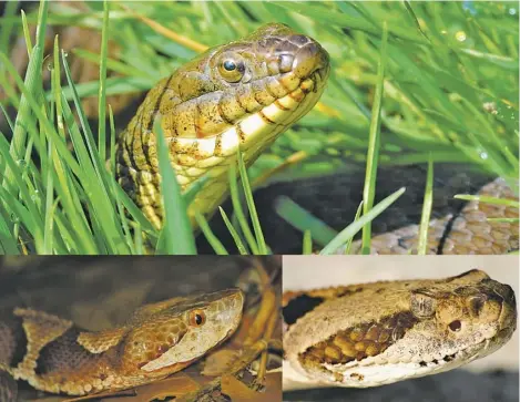  ?? BY ANDREW C, CLINTON AND CHARLES ROBERTSON, AND LTSHEARS (CLOCKWISE FROM TOP; ALL VIA WIKIMEDIA) ?? Two of the best ways to sort out the harmless northern watersnake from the venomous timber rattlesnak­e and northern copperhead (clockwise from top) are by the vertical pupils and the heat-sensing pit behind each nostril of the venomous species.