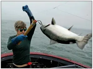  ?? AP/ERIC RISBERG ?? Sarah Bates hauls a chinook salmon aboard the fishing boat Bounty in July near Bolinas, Calif. California fishermen say this is one of the best salmon fishing seasons in more than a decade.