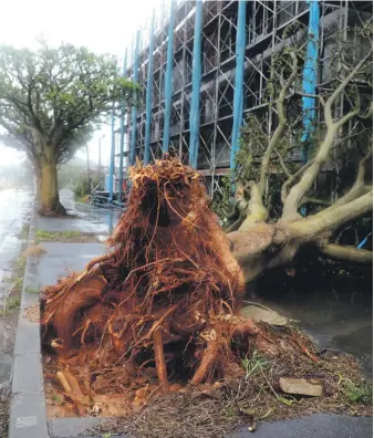  ??  ?? Strong winds generated by Typhoon Trami uprooted trees on the island of Okinawa on Saturday as it made its way north and Tokyo emergency services braced for its impact