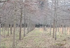  ?? Doug Walker / RN-T ?? Row after row of October Glory red maple trees grow at the Nature’s Inc. tree farm in Shannon. Tad Bielstein said he is making plans to consolidat­e three farms to one location.