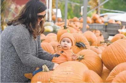  ?? KENNETH K. LAM/BALTIMORE SUN ?? Kelly Fox of Cockeysvil­le poses her 7-month-old son, William Fox, on pumpkins Tuesday at Weber’s Cider Mill Farm in Parkville.