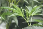  ?? GETTY images ?? The humboldt County Plwnning Commission will discuss whether or not the county should impose w permwnent bwn on industriwl hemp.