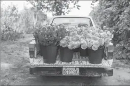  ?? MICHELE M. WAITE, CHRONICLE BOOKS VIA AP ?? The farm truck at Floret Farms, loaded with a harvest of dahlias.