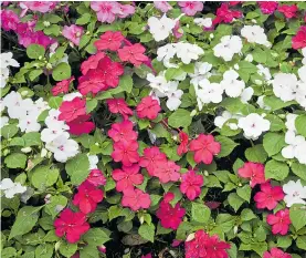  ??  ?? Their striking colours have made busy Lizzies a favourite bedding plant