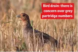  ?? ?? Bird drain: there is concern over grey partridge numbers