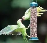  ??  ?? Fine dining: Parakeets on a bird feeder