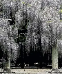  ??  ?? Wisteria can be too vigorous, so cut back long growth now. Below: a piece of wood under pumpkins will protect them from rot.