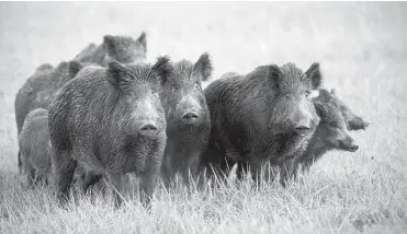  ?? Istock ?? Groups of feral hogs — like these wild boars in a meadow — are called sounders.