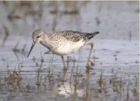  ??  ?? Marsh Sandpiper