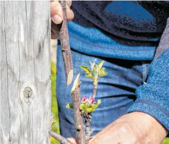  ?? FOTOS: RALF SCHÄFER ?? Mit einem Schlag sind die Stämme durchtrenn­t worden.