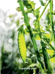  ??  ?? Sugarsnap peas.