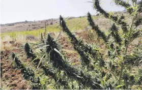  ?? Pictures: AFP ?? RISKY BUSINESS. A cannabis field near a vineyard on the outskirts of Deir al-Ahmar in the Bekaa Valley.