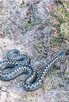  ??  ?? Adder encounter on the path.