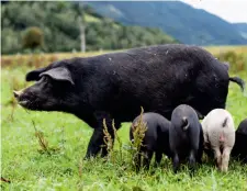  ??  ?? Der Familie »Schwarzes Alpenschwe­in« geht es gut am Sauschneid­erhof im Salzburger Lungau.