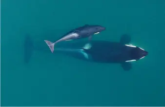  ?? NOAA FISHERIES HANDOUT PHOTO VIA AP ?? An adult female orca, identified as J-16, as she’s about to surface with her youngest calf, near the San Juan Islands in Washington state in September 2015.