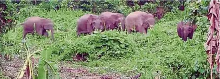  ?? [FOTO IHSAN PEMBACA] ?? Sekumpulan gajah Pygmy yang menceroboh beberapa kawasan di Telupid.