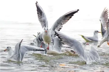  ??  ?? Nadine Hildebrand aus Leutkirch hat ihrem Foto den Titel „Abflug“gegeben. Hungrig stürzen sich die Möwen am Bodensee auf das Brot, das Passanten ihnen zuwerfen.