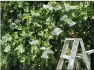  ?? COURTESY OF NANCY SWAN ?? Reader Nancy Swan protects her figs from bugs and birds with organza fabric bags.