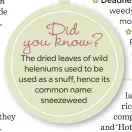  ??  ?? you Did know? The dried leaves of wild heleniums used to be used as a snuff, hence its common name: sneezeweed