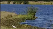  ?? CHRIS O’MEARA — THE ASSOCIATED PRESS FILE ?? An egret looks for food along Valhalla Pond in Riverview, Fla.