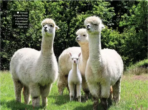  ??  ?? ■ Female alpacas throw a protective ring around Pwllpeiran’s male cria