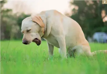  ?? ?? 2. Indurre l’emesi in un cane talvolta può salvargli la vita! Per esempio nel caso in cui ha ingerito accidental­mente sostanze tossiche, piante tossiche o alimenti destinati al consumo umano che possono, però, essere tossici per gli animali. Questa pratica ha senso se effettuata a stretto giro dall’ingestione della sostanza, dato che lo scopo è quello di evitare che venga assorbita e che quindi possa dare i suoi effetti negativi sul cane