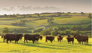  ??  ?? ABOVE North Devon Red Ruby cattle are an ancient breed with rich tawny coats