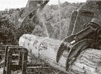  ?? Ty Wright / Bloomberg ?? Machinery cuts logs during a tree harvest in Moundsvill­e, W. Va. Fires in California and the Pacific Northwest and pandemic issues have made for a volatile lumber market.