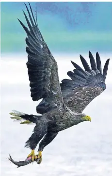  ?? FOTO: BERT BURCHETT/TVMS/DPA-TMN ?? Dieser See-Adler ist auf der Peene beim Beutezug beobachtet worden. Im Jahr 2018 wurden 66 deutsche Seeadlerre­viere gezählt.