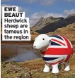  ??  ?? EWE BEAUT Herdwick sheep are famous in the region