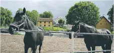  ?? FOTO: LEIF OLDENBURG ?? VACKERT. Hästar, bad, gröna gräsmattor – och över allt tronar Hufvudsta gård. Få platser i Solna är vackrare i juni månad.