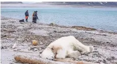  ?? FOTO: ARNTSEN/GOVERNOR OF SVALBARD/AP/DPA ?? Der Eisbär-Kadaver liegt an der Küste auf Spitzberge­n, zuvor hatten Wächter das Tier „aus Notwehr“erschossen.