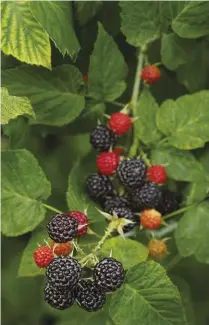  ??  ?? Black raspberrie­s are one of the easiest fruits to grow on a hobby farm. Read more about raspberrie­s on page 60.
