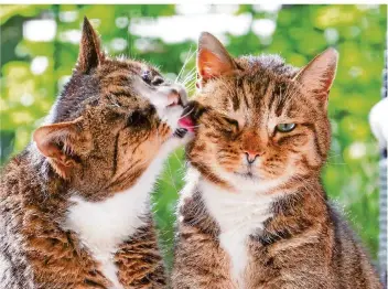  ?? FOTO: GETTY IMAGES ?? Mediziner haben unter Laborbedin­gungen beobachtet, dass Katzen ihre Artgenosse­n anstecken können.