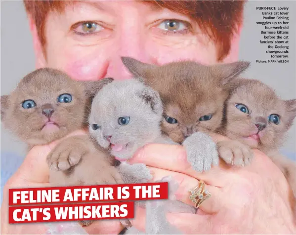  ?? Picture: MARK WILSON ?? PURR-FECT: Lovely Banks cat lover Pauline Fehling snuggles up to her four-week-old Burmese kittens before the cat fanciers’ show at the Geelong showground­s tomorrow.