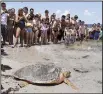  ?? AP/ALAN DIAZ ?? A loggerhead sea turtle heads to the ocean as onlookers watch from a respectful distance at Bill Baggs Cape Florida State Park in Key Biscayne, Fla.