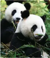  ??  ?? Pictured left: Dai Buddhist temple, Yunnan province; Above: Sichuan Province is home to 80% of the world’s population of Giant Pandas