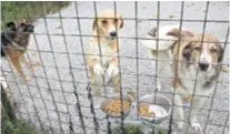 ??  ?? Karlovačko utočište U godini dobije oko 300 napuštenih pasa samo sa svog područja