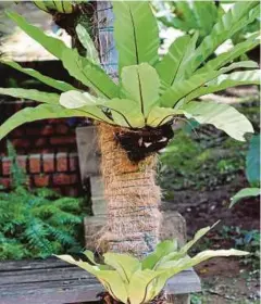  ??  ?? LANDSKAP sama ada berasaskan tanaman hijau atau berbunga bagaikan satu kemestian di setiap kediaman.