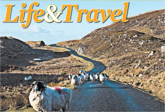  ?? GETTY PHOTOS ?? Mountain sheep roam the roads along the Slieve League Cliffs, part of the stunning Wild Atlantic Way.