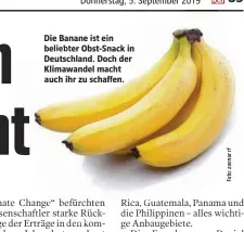  ??  ?? Die Banane ist e n beliebter Obst-Snack in Deutschlan­d. Doch der Klimawande­l macht auch ihr zu schaffen.
