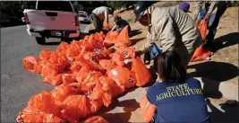  ?? ?? Claudia Vasquez of the California Department of Food and Agricultur­e helps Salmon Alvarado bag up oranges and grapefruit for disposal.