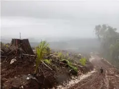  ??  ?? Across the nation, people’s land is being stolen, often violently, and their rainforest­s destroyed for timber exported to China (Fabio Erdos/Panos)