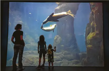  ?? Steve Gonzales / Houston Chronicle ?? Kate Cowling and her children Addilynn, 8, and Cash, 2, get a close look at a harbor seal pup, Tomato, and 9-year-old sea lion, Squirt. Tomato was one of two pups flown to Moody Gardens after their rescue in Northern California.