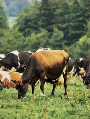  ??  ?? Below, from left Home Farm’s cattle, grazing; Quicke in what she calls her cheese ‘cathedral’